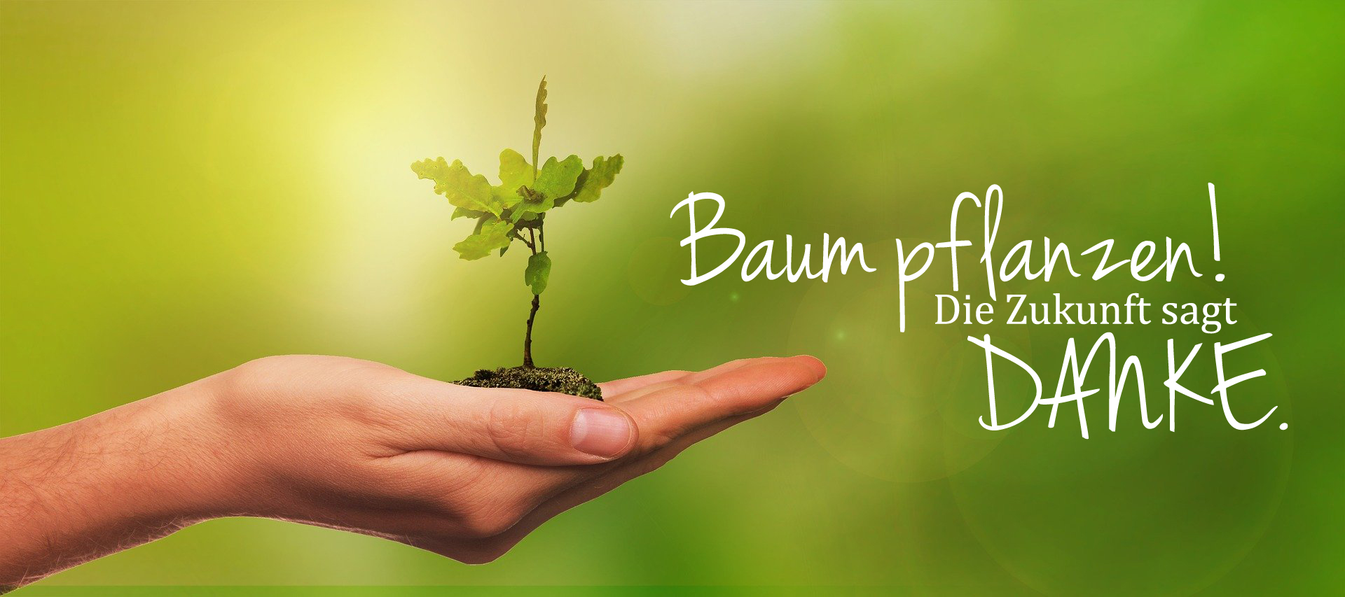BaumPflanzen